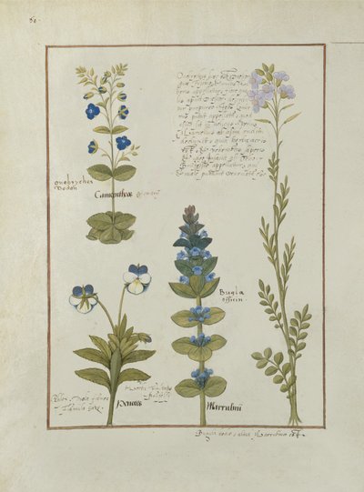Illustration from the Book of Simple Medicines by Mattheaus Platearius by Robinet Testard